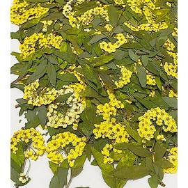 HANDI-KAFU Yellow Narcissus with Stem Real Natural Dried Pressed Flowers for Resin Art Craft DIY Pack of 12