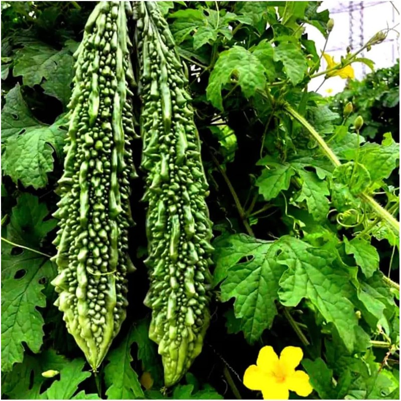 Kho Qua an Do Gourd Bitter Melon Dark Jade 5