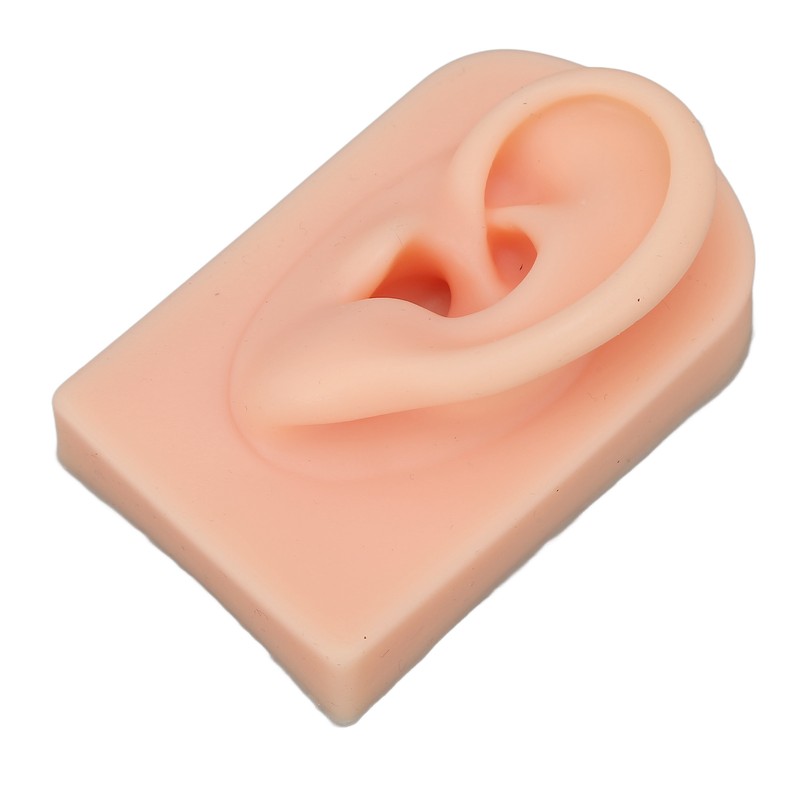 3D Nose and Mouth Model Silicone Ear Model Simulation Display