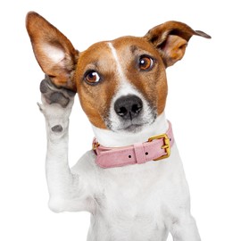 Whaline Leather Dog Collar Cute Soft Padded Leather Dog Collar with Alloy Hardware Waterproof Classic Pet Collar for Small Medium Dogs Daily Walking Cat Puppy Costume Accessories Supply, 13-17", Pink