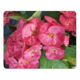 Emeralds TM Crown of Thorns Euphorbia Milii E X Lomi Thai Poysean Hybrid Pink 4 Inch Pot