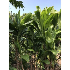 Hawaiian Green Ti Leaf Fresh Cuttings 6inch Starter Logs x3