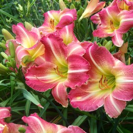 Garden State Bulb Matrousjka Daylily Flower Bulbs, Bare Roots, Spring Planting (Bag of 20)