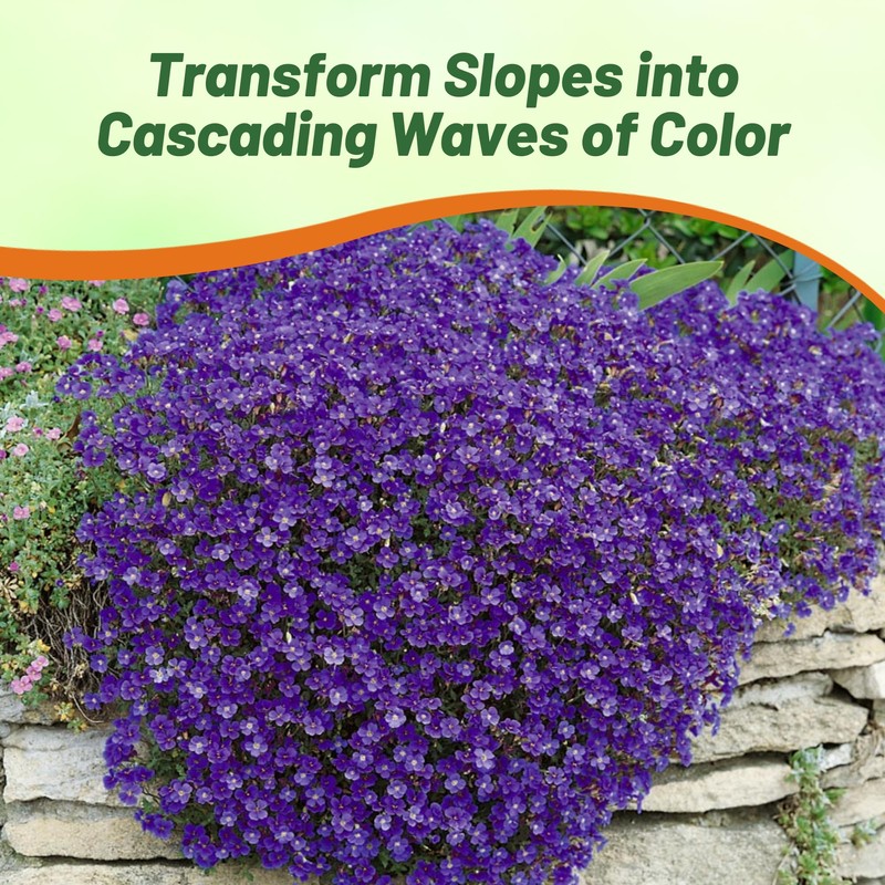 Outsidepride Cascade Blue Aubrieta Rock Cress Seeds - 2000 Pcs
