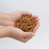 Euchirus 2 LBS Non-GMO Dried Mealworms for Wild Bird Chicken