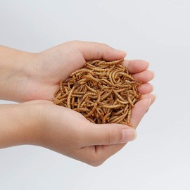 Euchirus 2 LBS Non-GMO Dried Mealworms for Wild Bird Chicken Fish,High-Protein,Large Meal Worms.