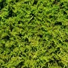 Living Moss - Fresh Sheet Moss Perfect for Terrariums and