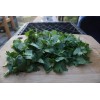 Fresh 500 Fresh Cilantro/Coria