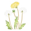 Stencils for Walls: Dandelion Stencil, 8 x 10 inch -