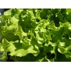 NIKA SEEDS - Seeds Vegetable Indoor Leaf Lettuce Four Seasons