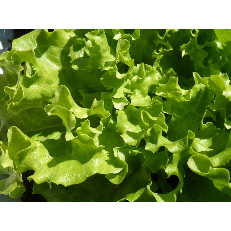 NIKA SEEDS - Seeds Vegetable Indoor Leaf Lettuce Four Seasons