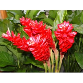 Hawaiian RED (Awapuhi`Ula`Ula) Ginger Plant Root-