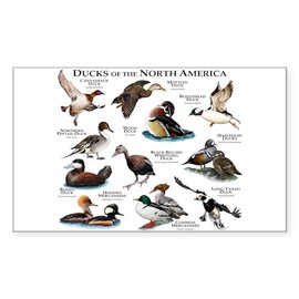 CafePress Ducks of North America Rectangle Bumper Sticker Car Decal