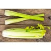 Golden Self-Blanching Celery Seeds - Heirloom