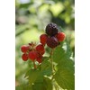Green Promise Farms Rubus Edible-Shrub, 2-Size Container, Raspberry-Jewel