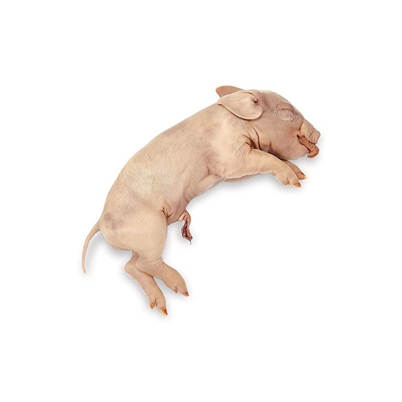 Carolina's Perfect Solution Pig, Plain, 5 To 7", Bulk Bag