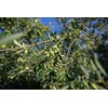 OLIVE ERA Hair Wash with Bio Olive Oil, Mandarin, Lime