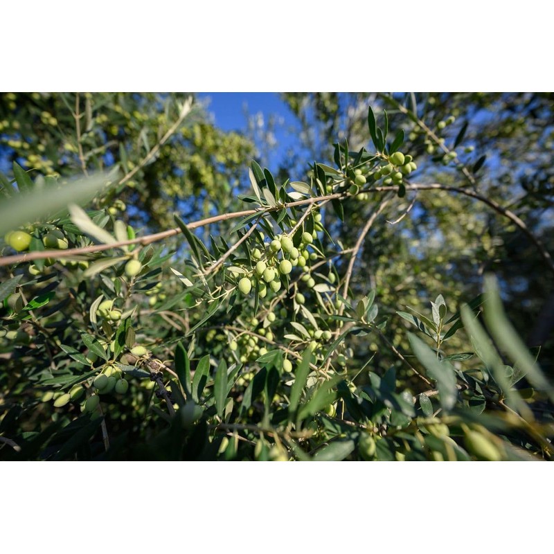 OLIVE ERA Hair Wash with Bio Olive Oil, Mandarin, Lime
