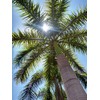 Royal Palm | Seed Grow Kit | The Jonsteen Company