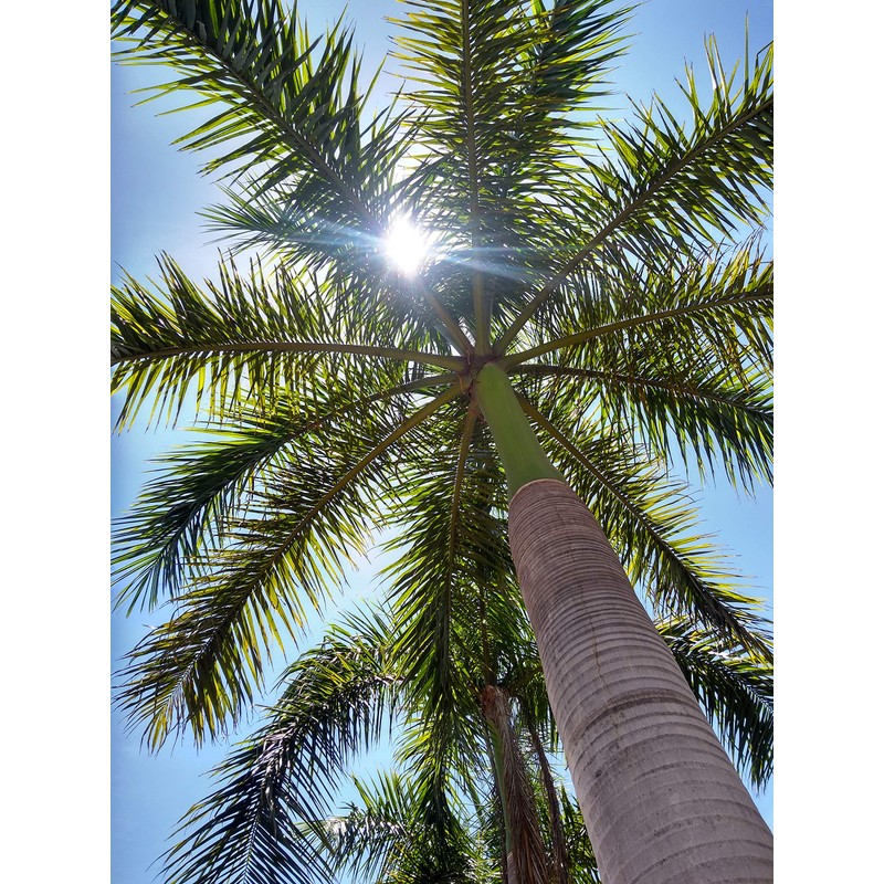 Royal Palm | Seed Grow Kit | The Jonsteen Company