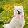 Unique Style Paws Summer Dog Collar, Cute Girl Dog Collar