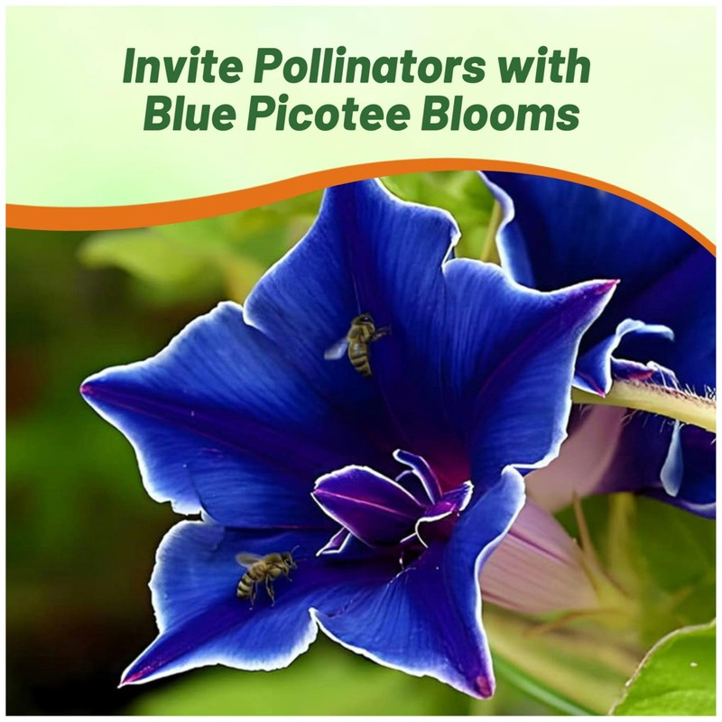 Outsidepride Blue Picotee Morning Glory Seeds - 100 Pcs. Annual,