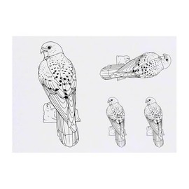 4 x 'Perched Kestrel' Temporary Tattoos - Water Resistant, Skin-Safe, Non-Toxic Transfers, Mixed Sizes (TO00079314)