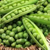 RAISE ME UP: Seeds Sweet Snap Peas Alfa Non GMO