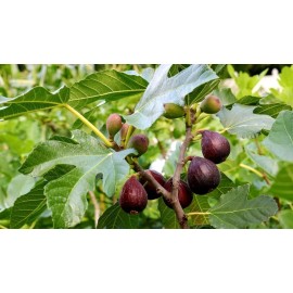 Unbranded 4 Violette de Bordeaux Fig Fruit Live Plants Trees Four Plant Garden Outdoor