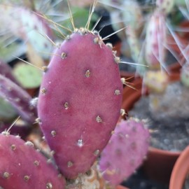 Opuntia Santa "Baby" Rita pad Cutting Cacti Cactus Succulent Real Live Plant