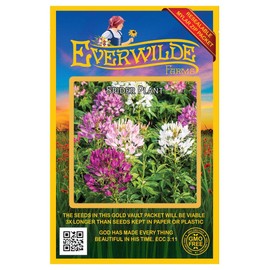 Everwilde Farms - 500 Spider Plant Wildflower Seeds - Gold Vault Jumbo Seed Packet