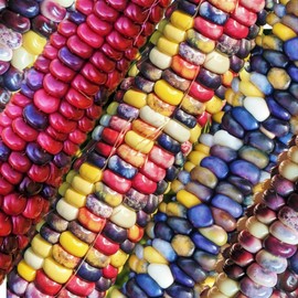 TomorrowSeeds - Painted Mountain Ornamental Corn (USDA Organic) Seeds - 90+ Count - for 2026 Planting Rainbow Gem Indian Maize Flint Dent Kernels Untreated Vegetable Grow Your Own Home Farm Patio