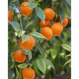 Tree VERNIA SWEET ORANGE grafted tree 3ft to 4 Ft Tall.