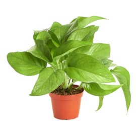 Shop Succulents Pothos Hanging Plant, Live Indoor Plant, Easy Care Hanging Ivy Houseplant in Nursery Pot, Air Purifying Plant in Soil, Housewarming, Home Décor, 4" Pot
