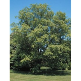 Ulmus parvifolia: Chinese Elm Seeds