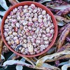 Tongue of Fire Bean Seeds - 20 Large Bean Seeds