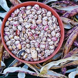 Tongue of Fire Bean Seeds - 20 Large Bean Seeds - Marde Ross & Company ® - Bush Bean