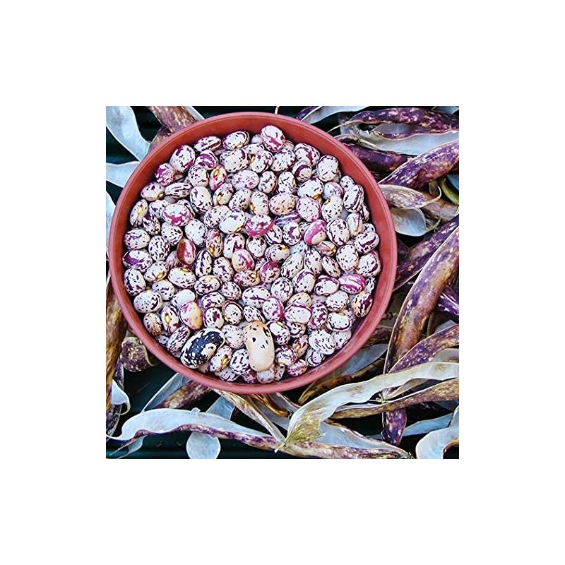 Tongue of Fire Bean Seeds - 20 Large Bean Seeds