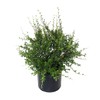 Cotoneaster dammeri 'Coral Beauty' (Coral Beauty Cotoneaster) Shrub, 3 -