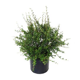 Cotoneaster dammeri 'Coral Beauty' (Coral Beauty Cotoneaster) Shrub, 3 - Size Container