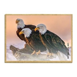 Wildlife Photography Magnet Series – Eagles Resting Rustic Nature Photography Magnets for Fridge, Office, Cooler, Cabin Decor 2.5 x 3.5 inch (SJT09573)