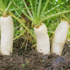 Outsidepride Daikon Radish Cover Crop Seed - 10 lbs