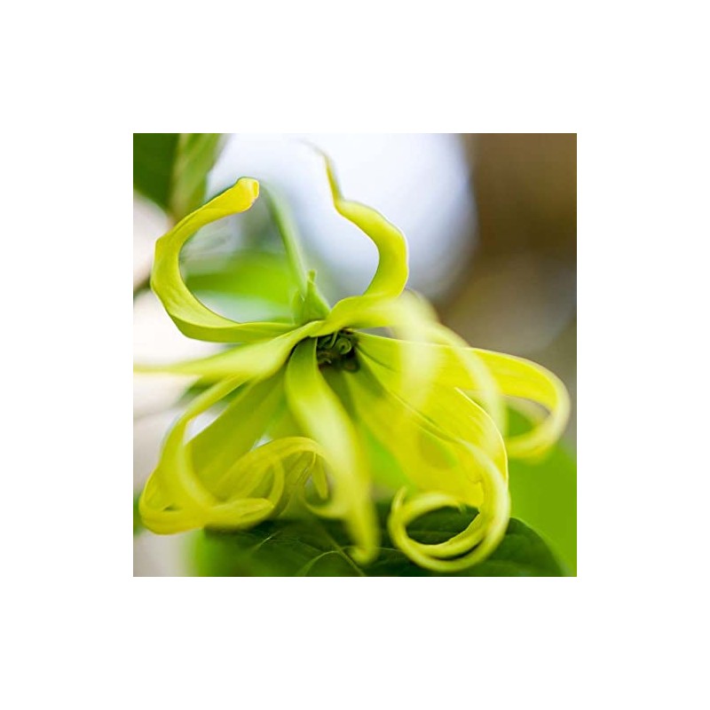 Flavor Life Ylang-Ylang Essential Oils 10ml