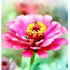 Zinnia elegans (Zinnia, Dark Violet) Flower Seeds, Long-Lasting Blooms, Drought-Tolerant,