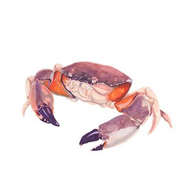 Magnet Florida Stone Crab Car Magnetic Vinyl Bumper Sticker 5'' x 4''