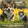 MaxBuddy Natural Intestinal Defense Herbal Cleanser for Cats and Dogs