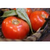Southeast Seeds Creole Tomato Seeds, Heat Tolerant, Gulf Region Heirloom,
