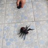 Tipmant RC Spider Remote Control Car Vehicle Animal Scary Prank