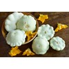 CEMEHA SEEDS - Scallopini Squash Patty Pan Zucchini White Non
