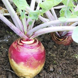 TomorrowSeeds - American Purple Top Rutabaga Seeds - 500+ Count Packet - for 2024 Swede Swedish Wax Turnip White Neep Parsnip Non GMO Vegetable
